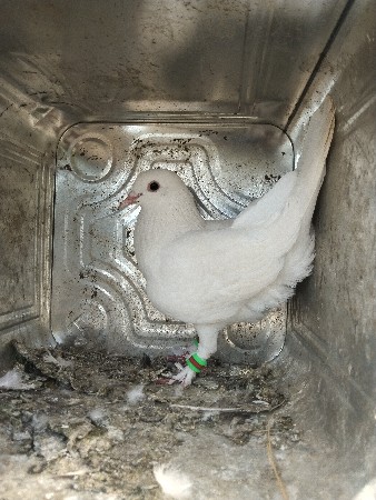 કબુતર વેચવાના છે