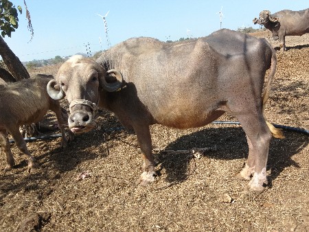 ખડેલી વેચવાની છે