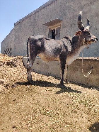 હોડાય ગોઢલા વેચવાના છે