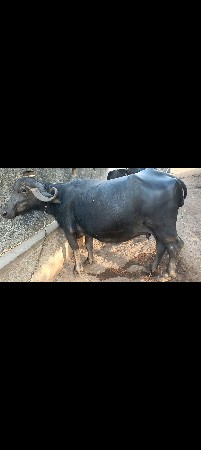 ભેંસ વેચવાની છે