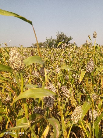 જુવાર નું બી વેચવાનું છે