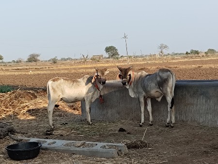 थंबनेल 2