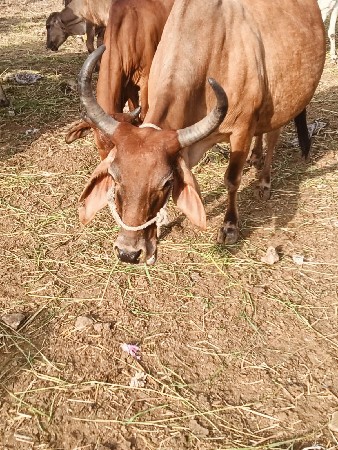 ગાય વેચવાની છે