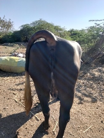 ભેંસ વેચવાની છે