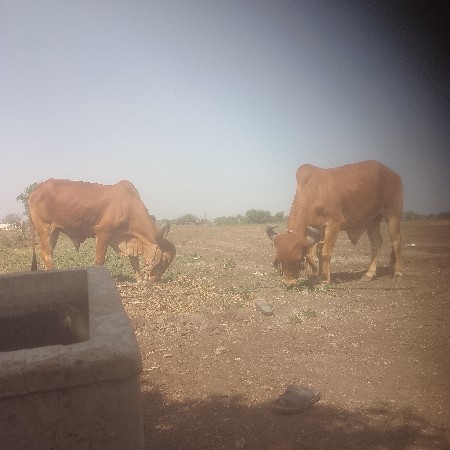 વેચવા ના સે