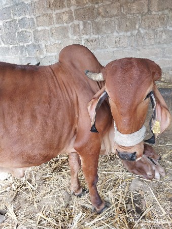 થંબનેલ 3