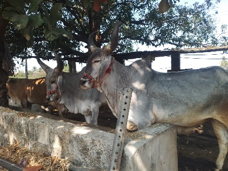 थंबनेल 2