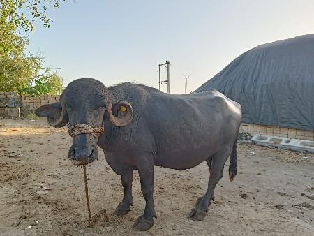 थंबनेल 2