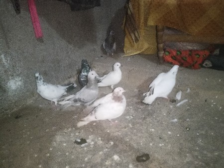 थंबनेल 3