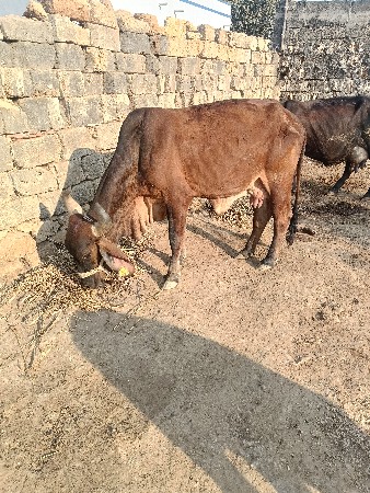 બે ગાય છે
