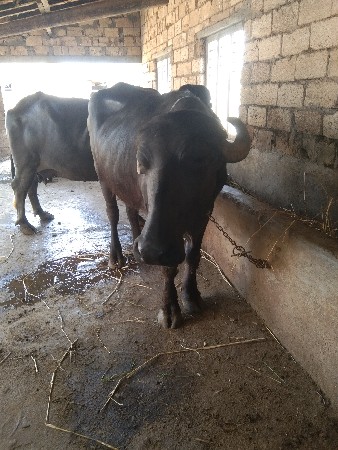 વિશાલ ચાવડા