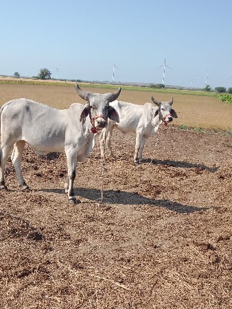 ગોધલા વેચવાના છે ગાડા માં ચાલુ