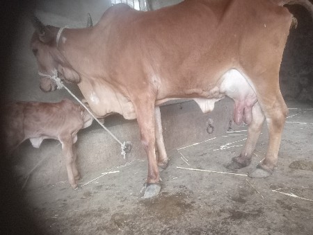 ગાય વચવાની છે