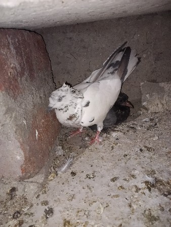 કબૂતર વેચવાના છે