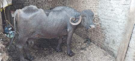 ભેસ વેચવાની છે