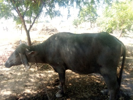 थंबनेल 2