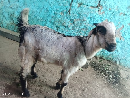 બકરી અને એના બે બચ્ચા વેચવાના છે