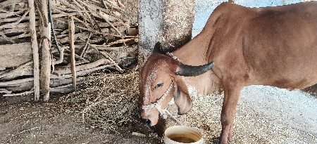 પેલું વેતર