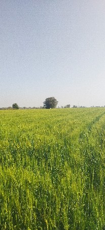 ચાલુ ખેતી 4 વીઘા જુની શરત