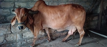 ગીર ગાય વેચવાની છે