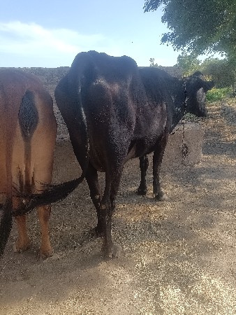 ગાય વેસવાનીછે