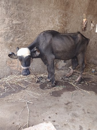 ખરેલી વેચવાની છે