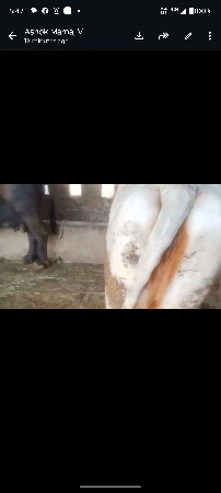 gay vechavana ni che