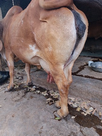 થંબનેલ 3