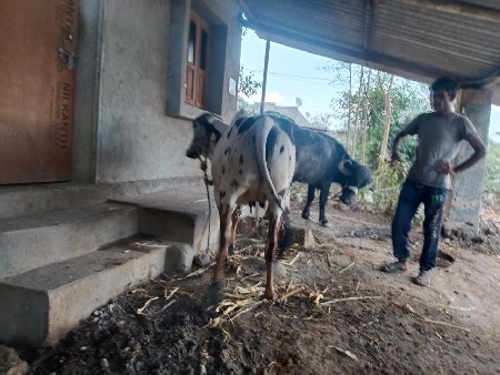 ગીર હોડકી વેસવાની છે