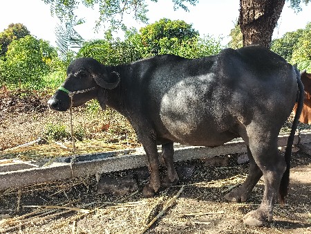 1 વેતર ખડેલી વેસવાની છે