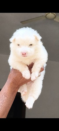 સ્ટોક ગલુડીયાવનો છે