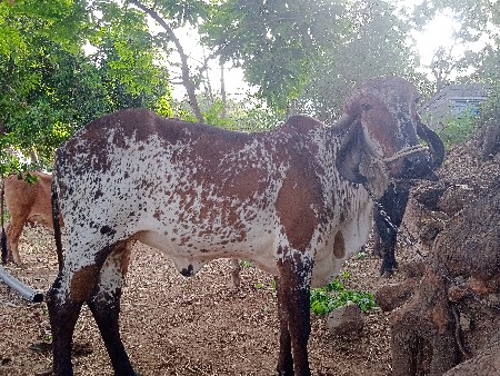 ગીર વાસડી