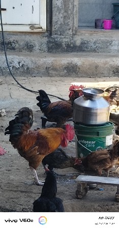 પ્યોર દેશી નર