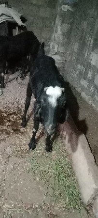 બે મોટી બકરી ને લવારુ