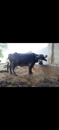 બે ભેંસુ વેચવાની છે