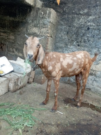 આ બે બકરી વેચવાની છે