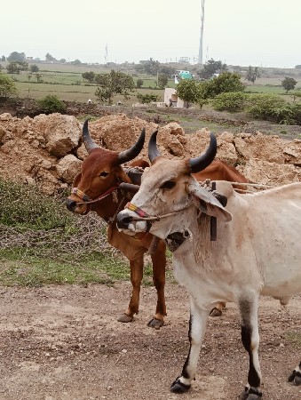 ગોધલા વેચવા ના છે પેલી ધરના છે