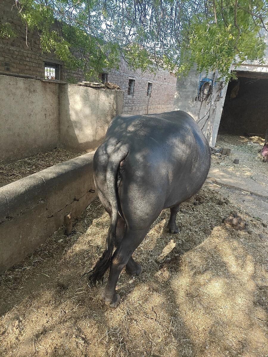 थंबनेल 2