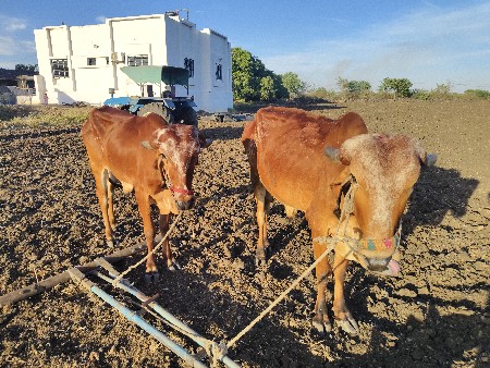 ગોઠલા વેસવા ના છે