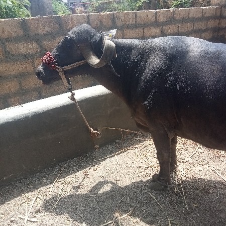 थंबनेल 3