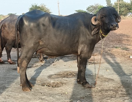 ખડેલી વેચવાની છે