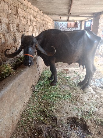 ભેંસ વેચવાની છે