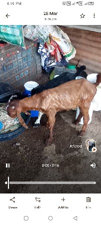 બે બે ત્રણ મહિનાના છે બે બકરી બે