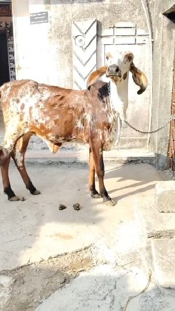 માંડવીનો ભૂકો તુવેર