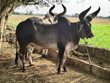 ગોઢલા વેચવાના છે