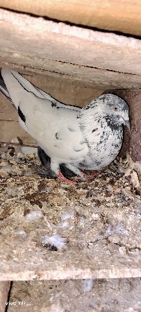 थंबनेल 2