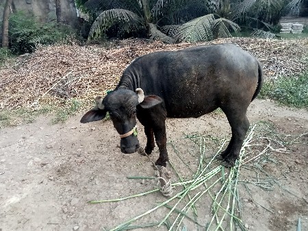 પાડી વેચવાની છે