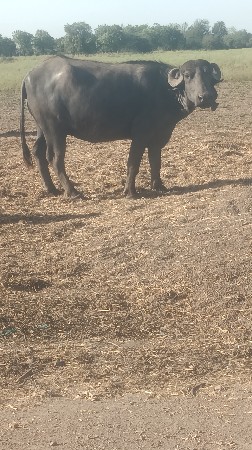 ખડેલી વેચાવ છે