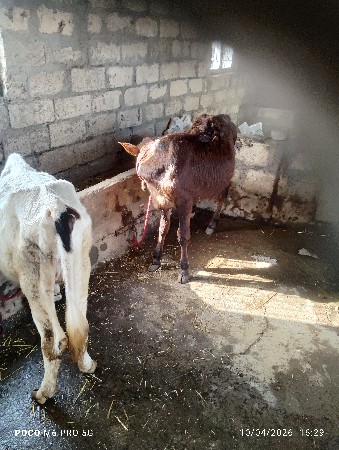 વાસડીવેસવાનીછે