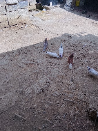 थंबनेल 2